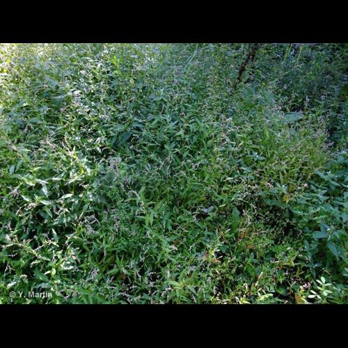 <i>Persicaria mitis</i> (Schrank) Assenov, 1966 [nom. cons.] &copy; NULL