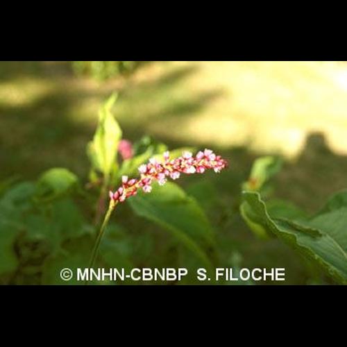 <i>Persicaria orientalis</i> (L.) Spach, 1841 &copy; MNHN-CBNBP S. Filoche