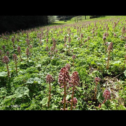 <i>Petasites hybridus</i> (L.) G.Gaertn., B.Mey. & Scherb., 1801 © H. TINGUY