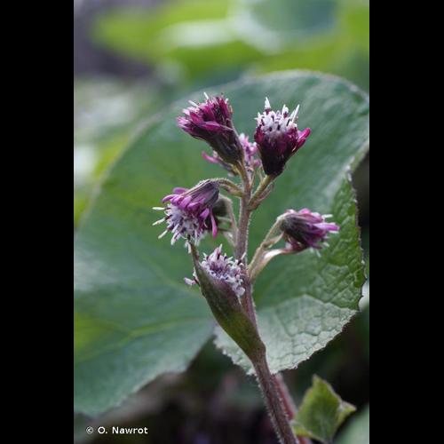 <i>Petasites pyrenaicus</i> (L.) G.López, 1986 &copy; O. Nawrot