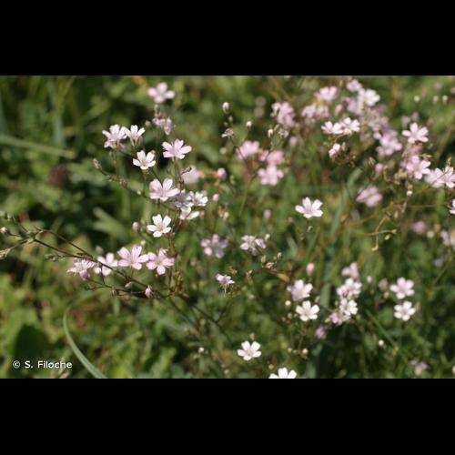 <i>Petrorhagia saxifraga</i> (L.) Link, 1829 © S. Filoche