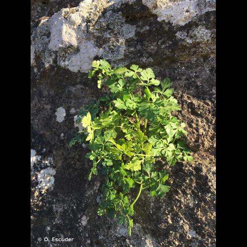 <i>Petroselinum crispum</i> (Mill.) Fuss, 1866 © O. Escuder