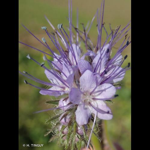 <i>Phacelia tanacetifolia</i> Benth., 1835 © H. TINGUY