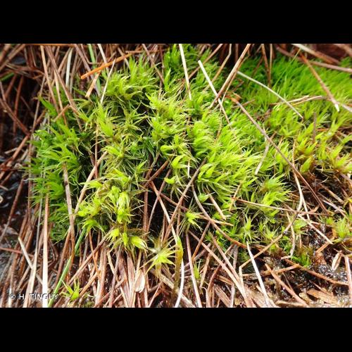 <i>Dicranum bonjeanii</i> De Not., 1837 © H. TINGUY