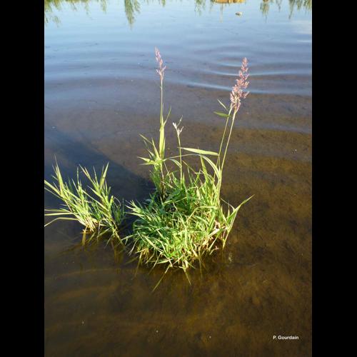 <i>Phalaris arundinacea</i> L., 1753 © P. Gourdain