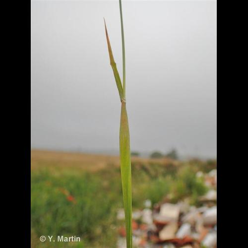 <i>Phalaris canariensis</i> L., 1753 &copy; NULL