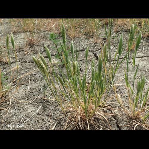 <i>Phalaris paradoxa</i> L., 1763 © H. TINGUY