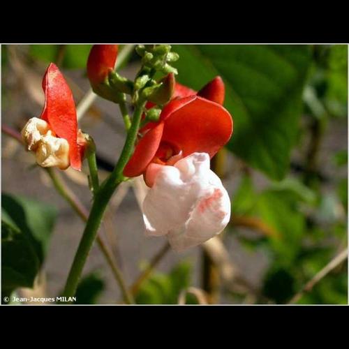 <i>Phaseolus coccineus</i> L., 1753 © J.-J. Milan