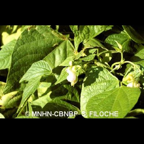 <i>Phaseolus vulgaris</i> L., 1753 © MNHN-CBNBP S. Filoche