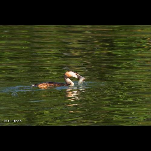 <i>Podiceps cristatus</i> (Linnaeus, 1758) © C. Bisch
