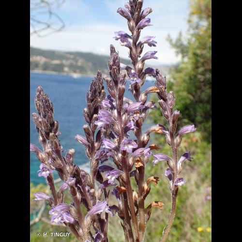 <i>Phelipanche nana</i> (Reut.) Soják, 1972 © H. TINGUY