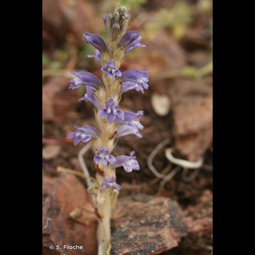 <i>Phelipanche ramosa</i> (L.) Pomel, 1874 © S. Filoche