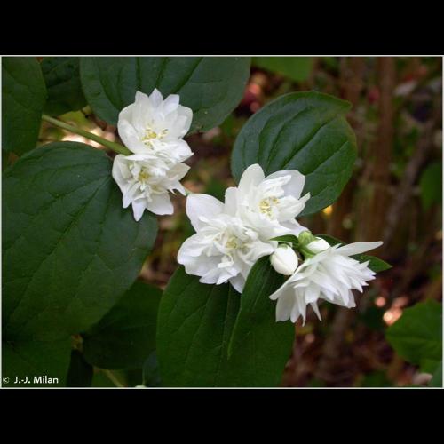 <i>Philadelphus coronarius</i> L., 1753 © NULL