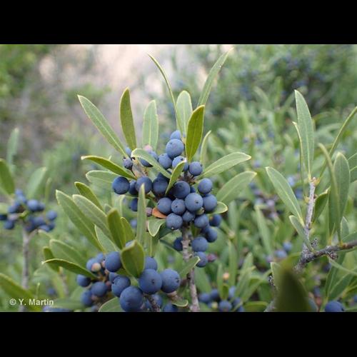 <i>Phillyrea angustifolia</i> L., 1753 © NULL