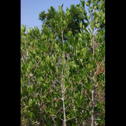 <i>Phillyrea latifolia</i> L., 1753 © P. Gourdain