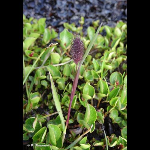 <i>Phleum alpinum</i> L., 1753 © P. Rouveyrol