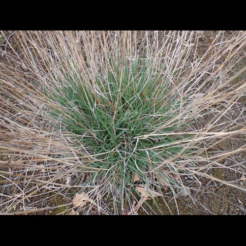 <i>Phleum nodosum</i> L., 1759 © NULL