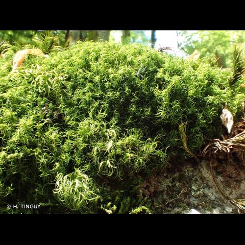 <i>Dicranum fulvum</i> Hook., 1819 &copy; H. TINGUY