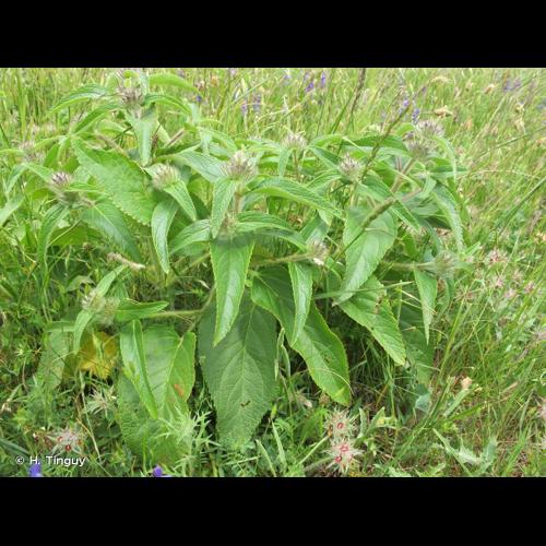 <i>Phlomis herba-venti</i> L., 1753 © H. Tinguy