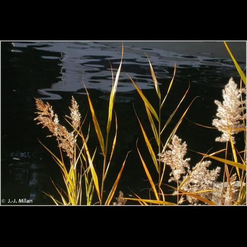 <i>Phragmites australis</i> (Cav.) Trin. ex Steud., 1840 © NULL