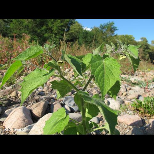 <i>Physalis peruviana</i> L., 1763 © H. Tinguy