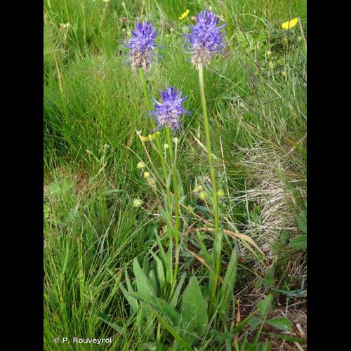 <i>Phyteuma betonicifolium</i> Vill., 1787 © P. Rouveyrol