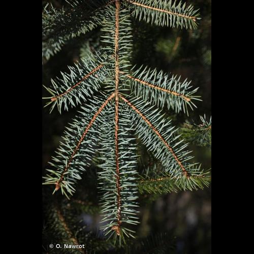 <i>Picea sitchensis</i> (Bong.) Carrière, 1855 © O. Nawrot