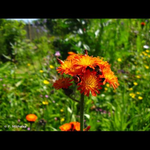 <i>Pilosella aurantiaca</i> (L.) F.W.Schultz & Sch.Bip., 1862 © F. Michalke