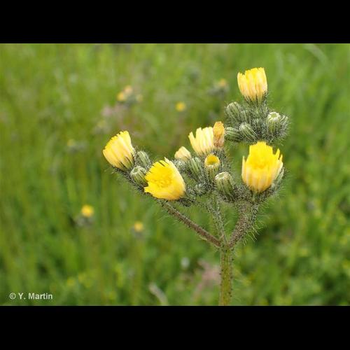 <i>Pilosella caespitosa</i> (Dumort.) P.D.Sell & C.West, 1967 © NULL