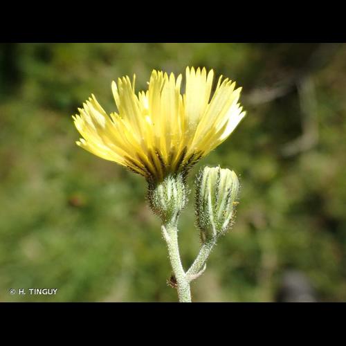 <i>Pilosella lactucella</i> (Wallr.) P.D.Sell & C.West, 1967 © H. TINGUY