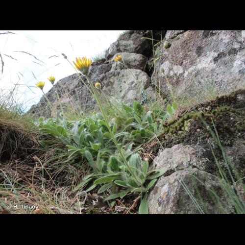 <i>Pilosella peleteriana</i> (Mérat) F.W.Schultz & Sch.Bip., 1862 © H. Tinguy