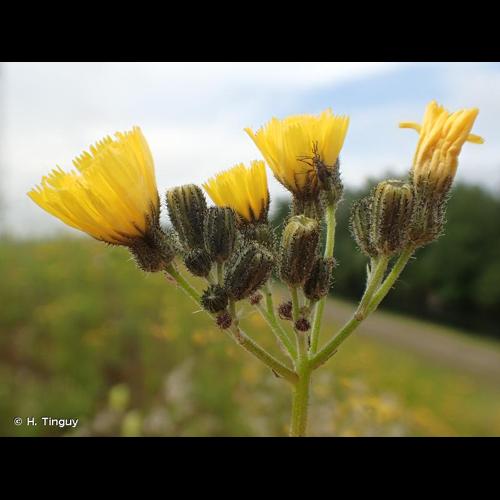 <i>Pilosella piloselloides</i> (Vill.) Soják, 1971 © H. Tinguy