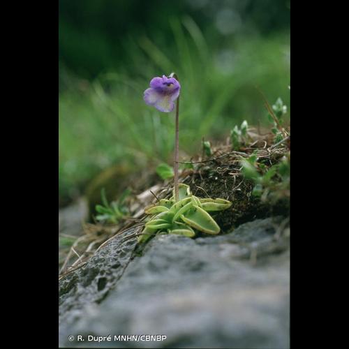 <i>Pinguicula leptoceras</i> Rchb., 1823 &copy; R. Dupré MNHN/CBNBP
