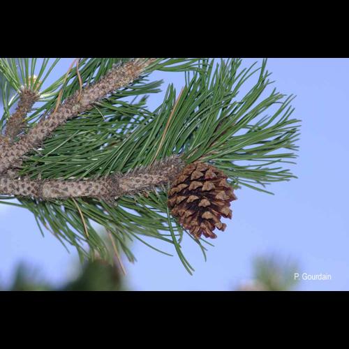 <i>Pinus mugo</i> Turra, 1764 © P. Gourdain