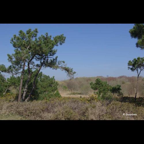 <i>Pinus pinaster</i> Aiton, 1789 © P. Gourdain