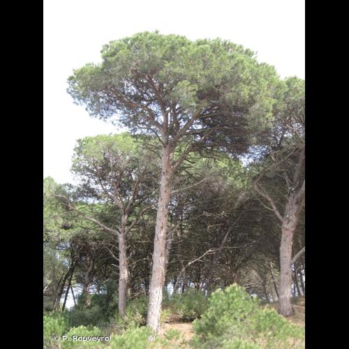<i>Pinus pinea</i> L., 1753 © P. Rouveyrol
