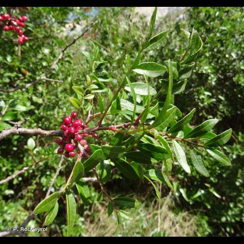 <i>Pistacia lentiscus</i> L., 1753 © P. Rouveyrol