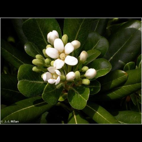 <i>Pittosporum tobira</i> (Thunb.) W.T.Aiton, 1811 © NULL