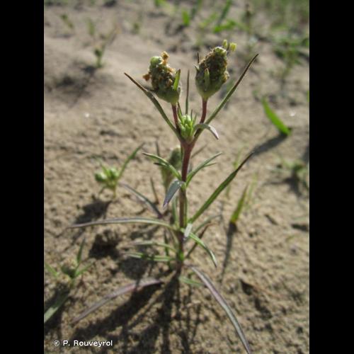 <i>Plantago afra</i> L., 1762 © P. Rouveyrol