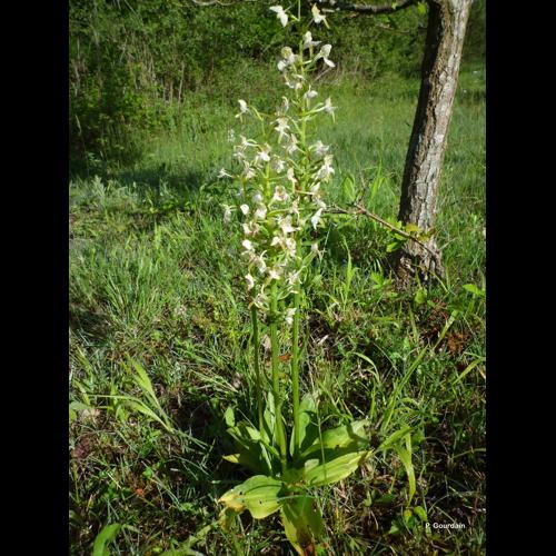 <i>Platanthera chlorantha</i> (Custer) Rchb., 1828 © P. Gourdain