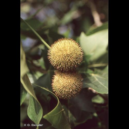 <i>Platanus </i>x<i> hispanica</i> Mill. ex Münchh., 1770 © O. Escuder