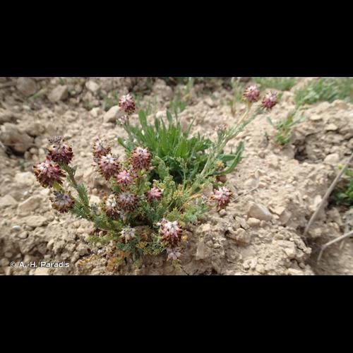 <i>Platycapnos spicata</i> (L.) Bernh., 1833 © A.-H. Paradis