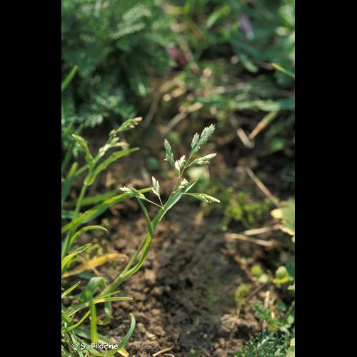<i>Poa annua</i> L., 1753 © S. Filoche