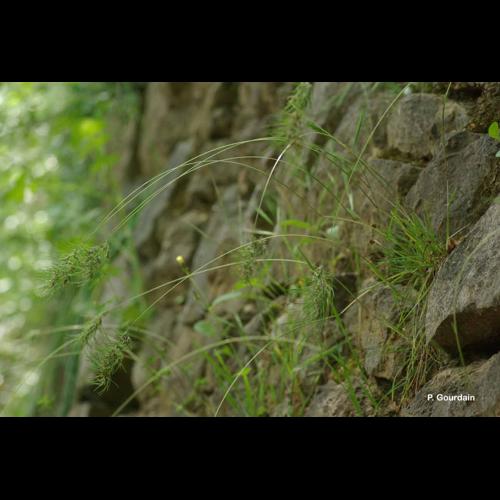 <i>Poa bulbosa</i> L., 1753 &copy; P. Gourdain