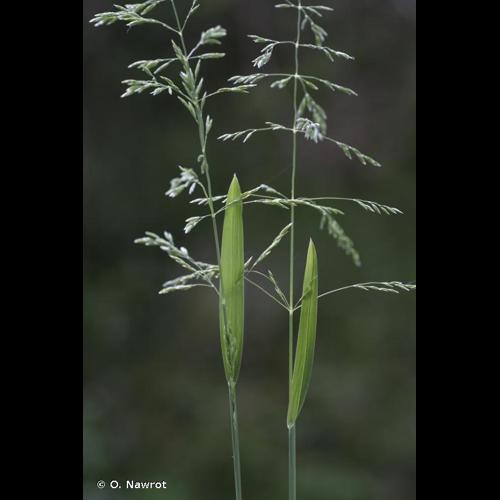 <i>Poa chaixii</i> Vill., 1786 © O. Nawrot