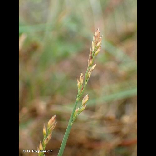 <i>Poa compressa</i> L., 1753 © O. Roquinarc'h