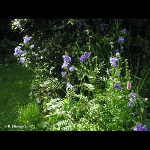 <i>Polemonium caeruleum</i> L., 1753 © F. Michalke