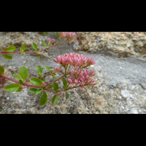 <i>Polycarpon tetraphyllum</i> (L.) L., 1759 © O. Roquinarc'h