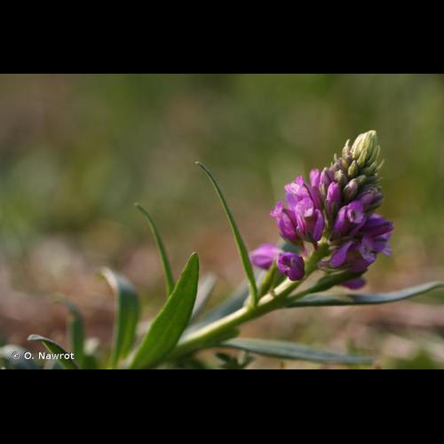 <i>Polygala comosa</i> Schkuhr, 1796 © O. Nawrot