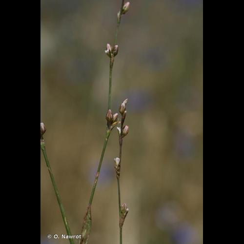 <i>Polygonum bellardii</i> All., 1785 &copy; O. Nawrot